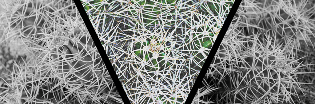 A cluster of barrel cacti dominated by their spiky spines. The image is split with a black V shape and the center of the V is in full color with the sides remaining in black and white.